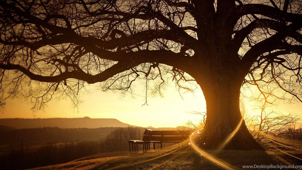 Sunset Trees Bench Awesome Nature Hd Wallpapers (