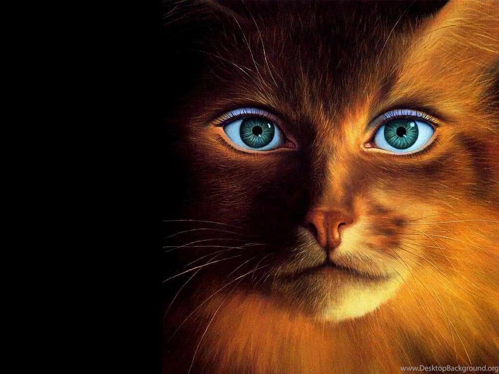 Funny Cat Wallpapers Desktop