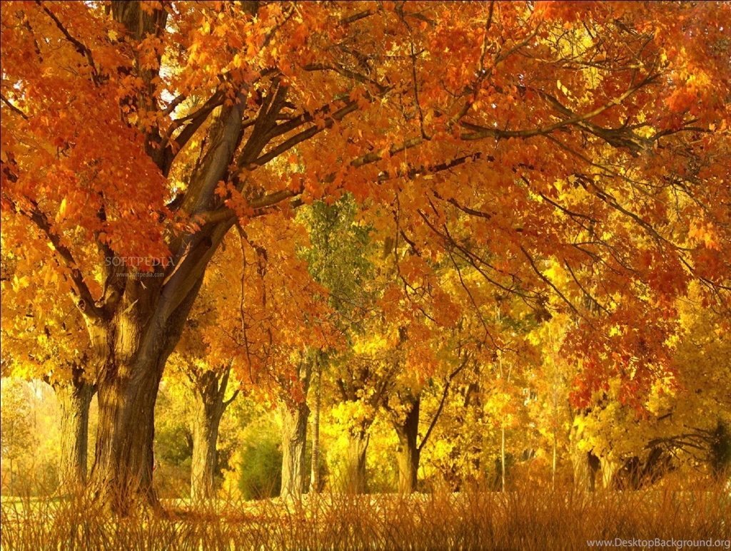 Fall Season Animated Wallpaper 2015.jpg