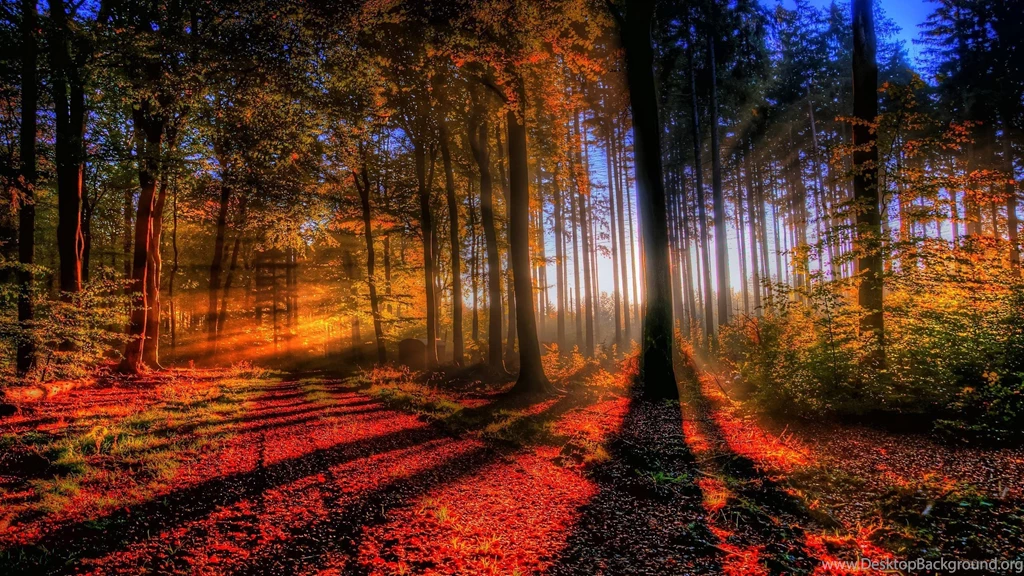 Fall Forest Wallpapers