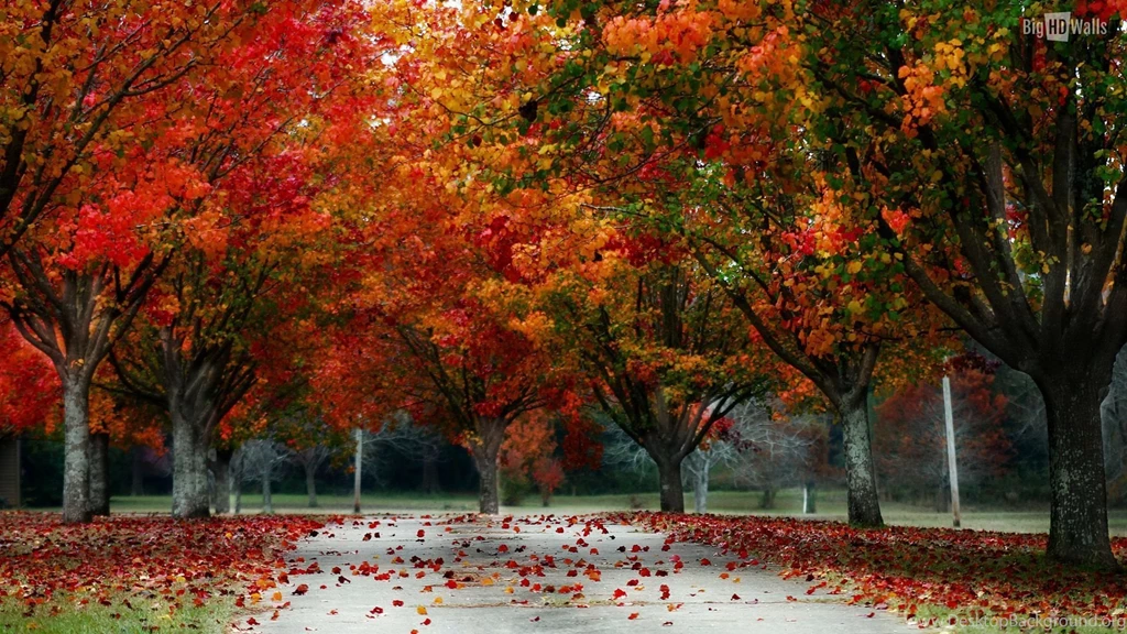 Colors Of Fall HD Wallpapers