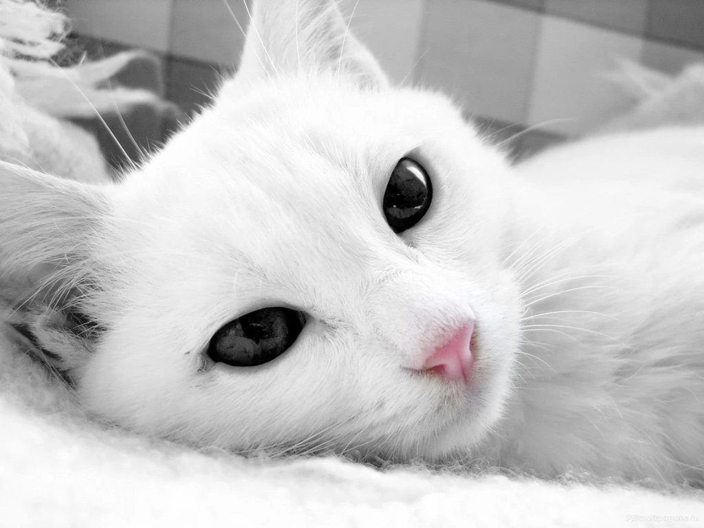 White Cat Hd Wallpapers Free Download