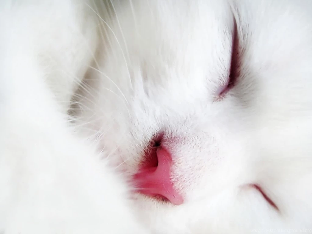 Wonderful White Cat Wallpapers