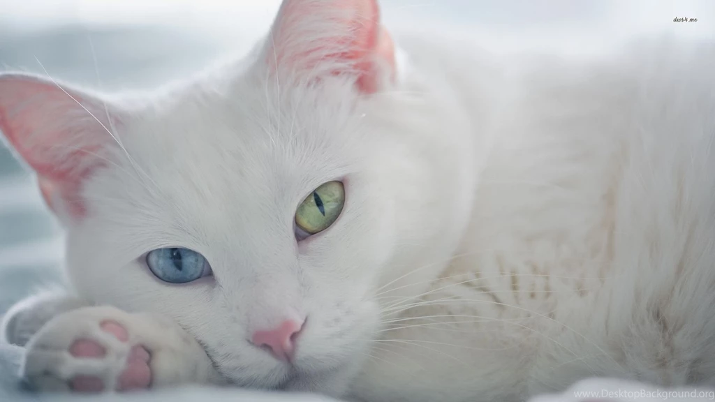 White Cat Wallpapers Animal Wallpapers