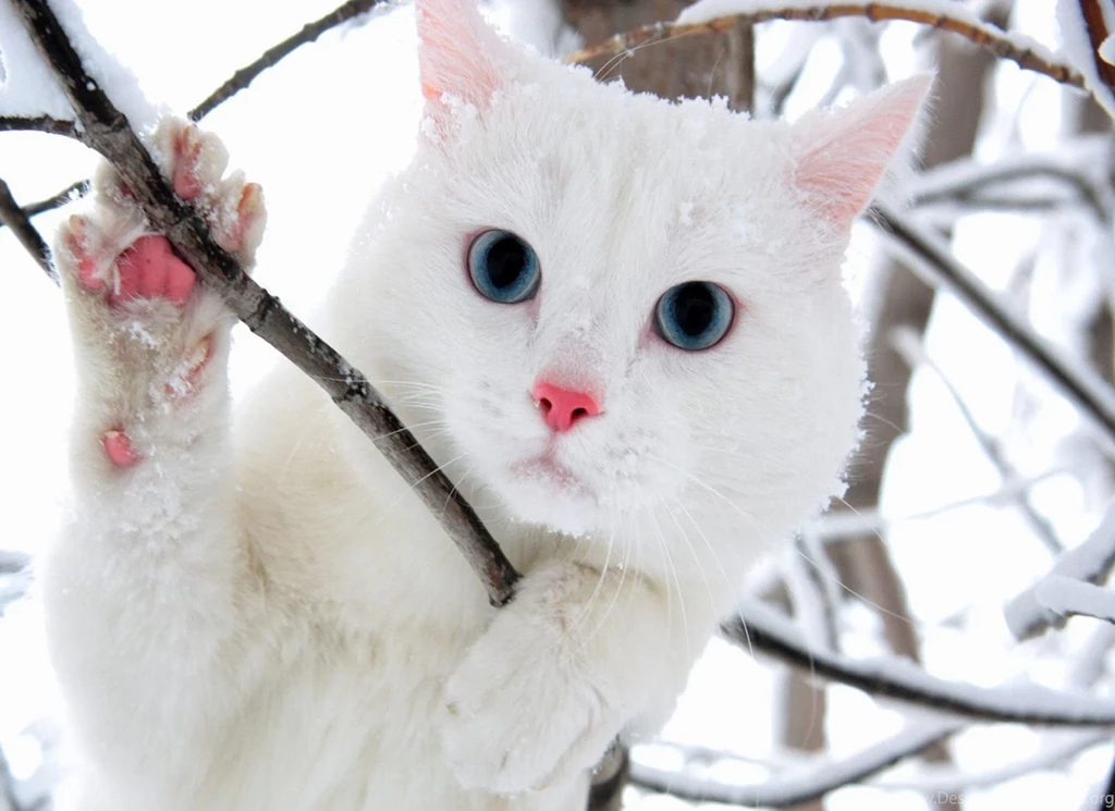 Awesome White Cat Wallpapers