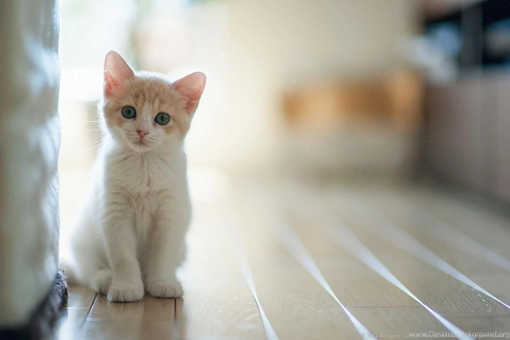 Cat feeder 4.jpg