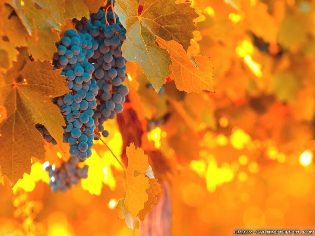 Autumn Pictures For Desktop Backgrounds Wallpapers Cave Twelve 218 ...