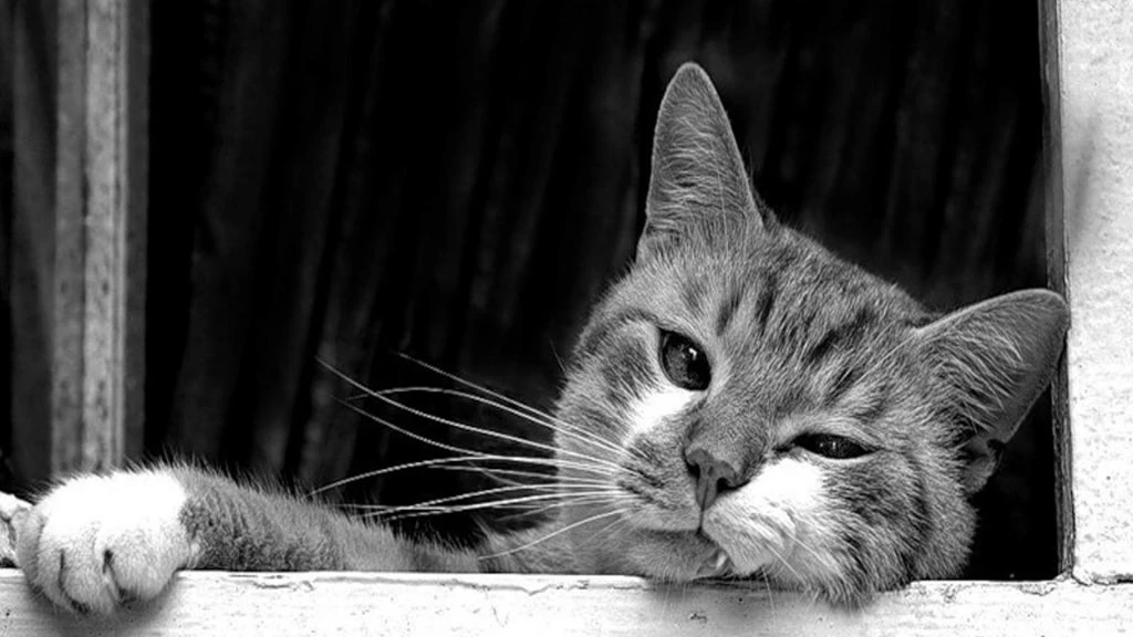 Black And White Cat Wallpapers   (