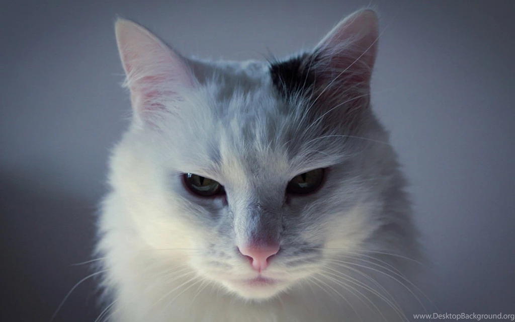 Snow, White, Cat Wallpapers – Yoyowall.com