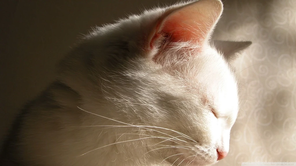 Download White Cat Sleeping Wallpapers 1920x1080