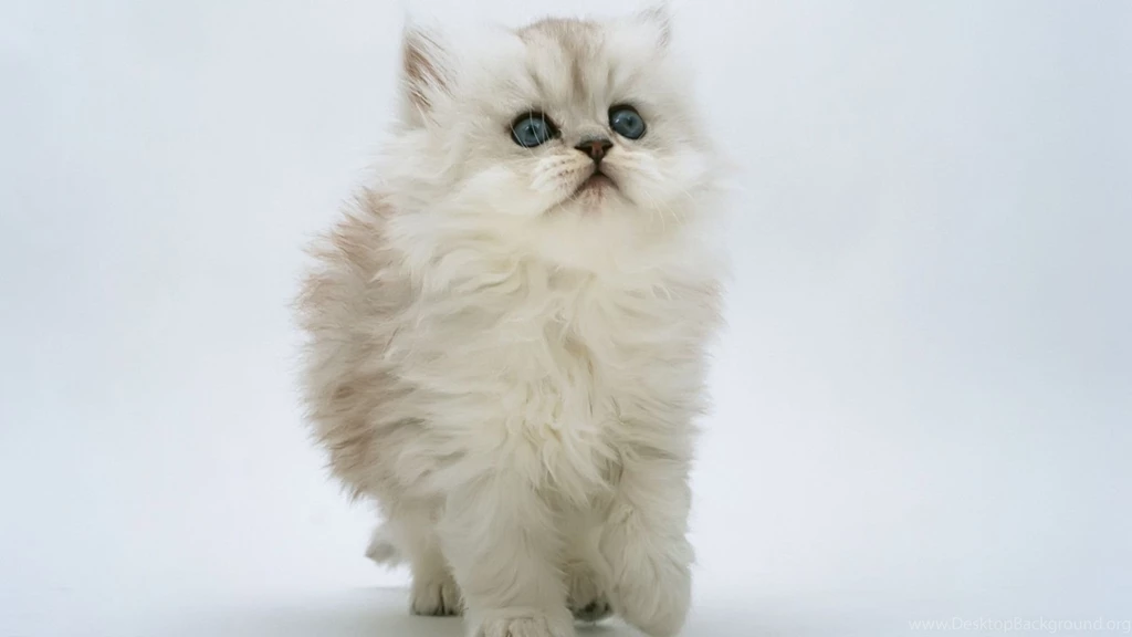 50 Free HD Cat Wallpapers