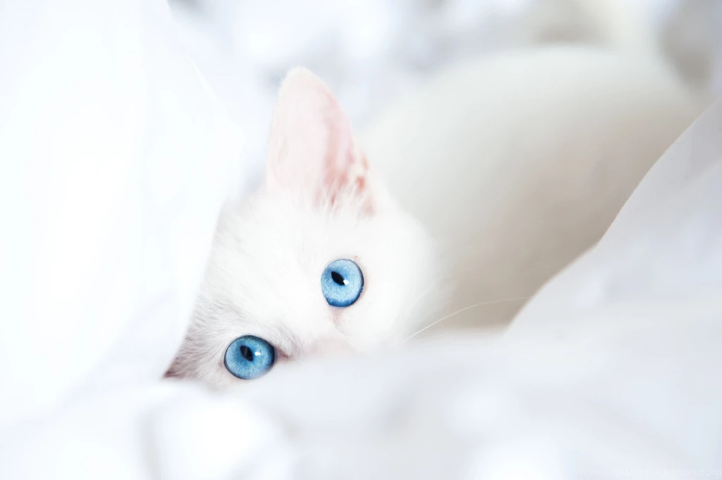 Cats Wallpapers