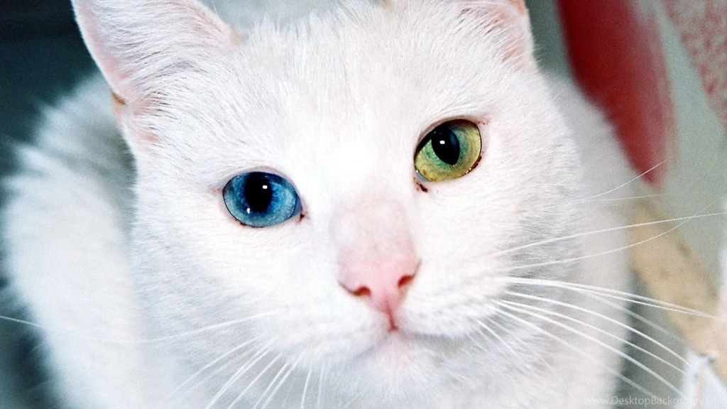 White Cats Animals Heterochromia Cat Hd Wallpapers (