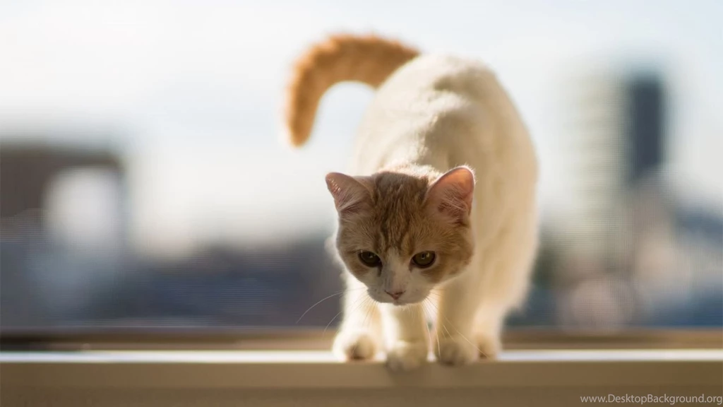 1280x720 Lovely White Cat Wallpapers