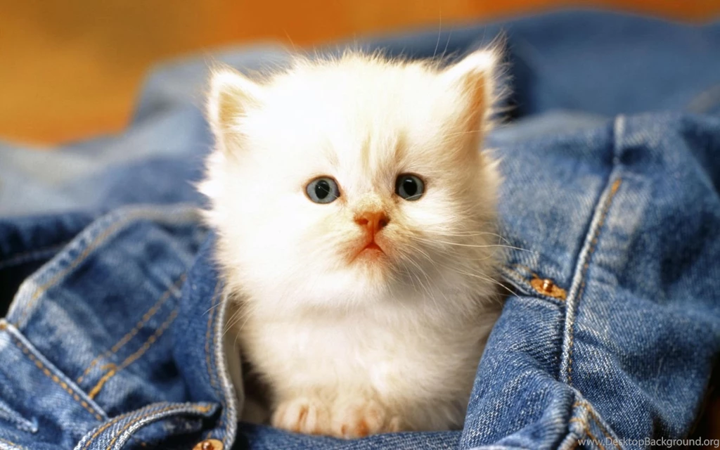 White Kitten Wallpapers