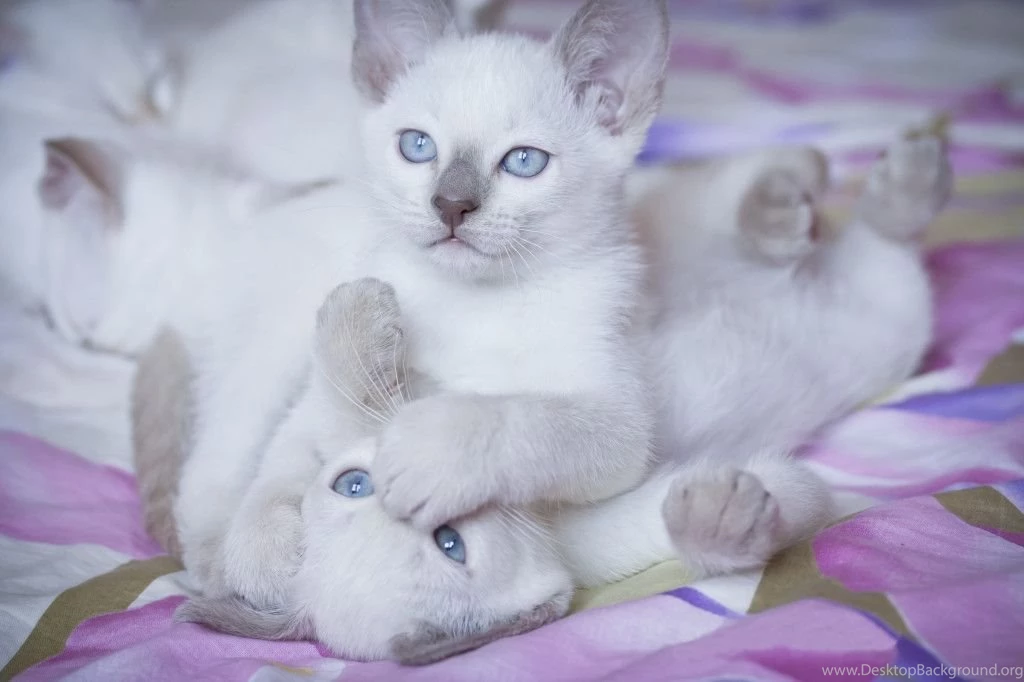 50 HD Cute Cat Wallpapers For Your Desktop