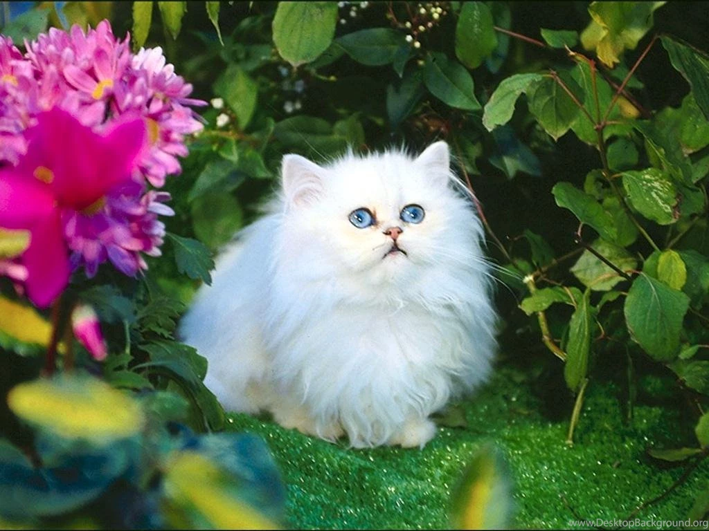Free Wallpapers White Cat In Flowers