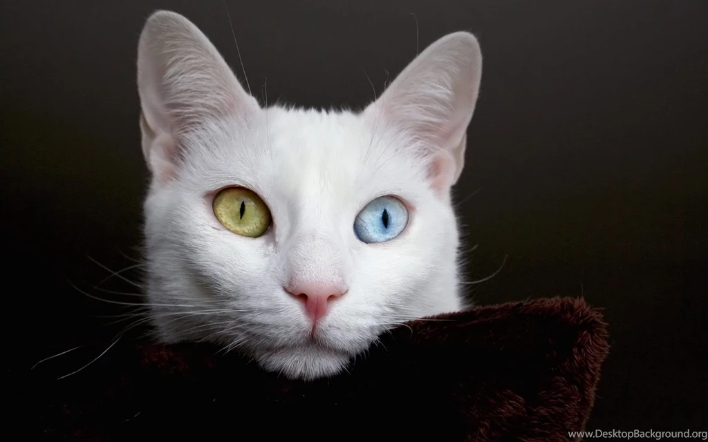 Desktop Wallpapers · Gallery · Animals · White Cat Bi color Eyes ...