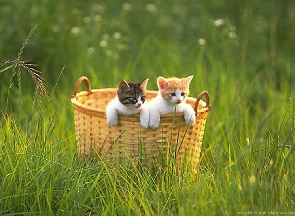 Cats: Cute Kittens Basket Animals Cats Kitten Background Images ...