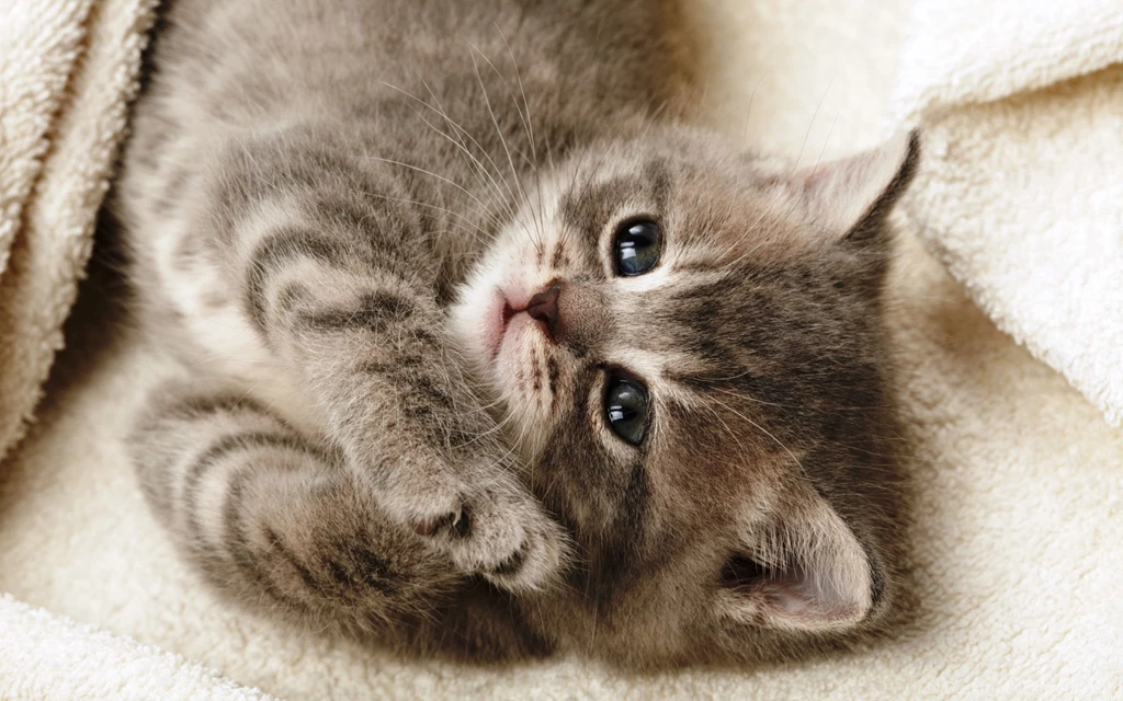 Cute Kitten Sleep Wallpapers Download