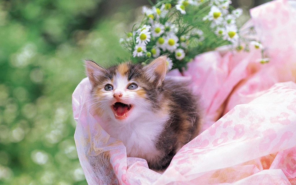 Cute Kittens.jpg