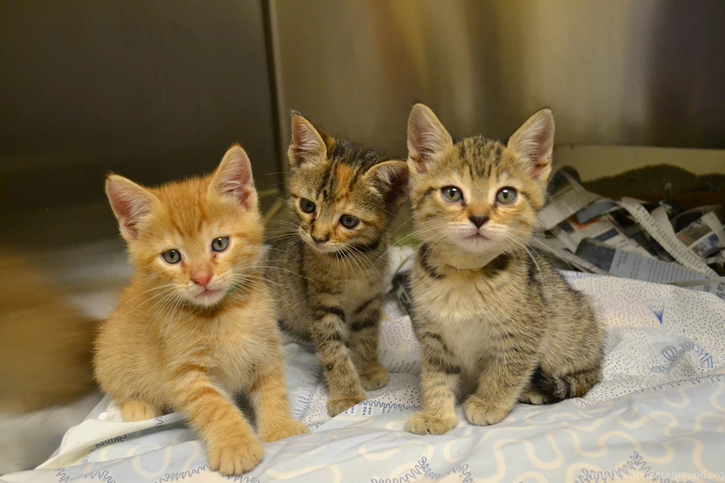 Kittens Kitten Cat Cats Baby Cute S Wallpapers