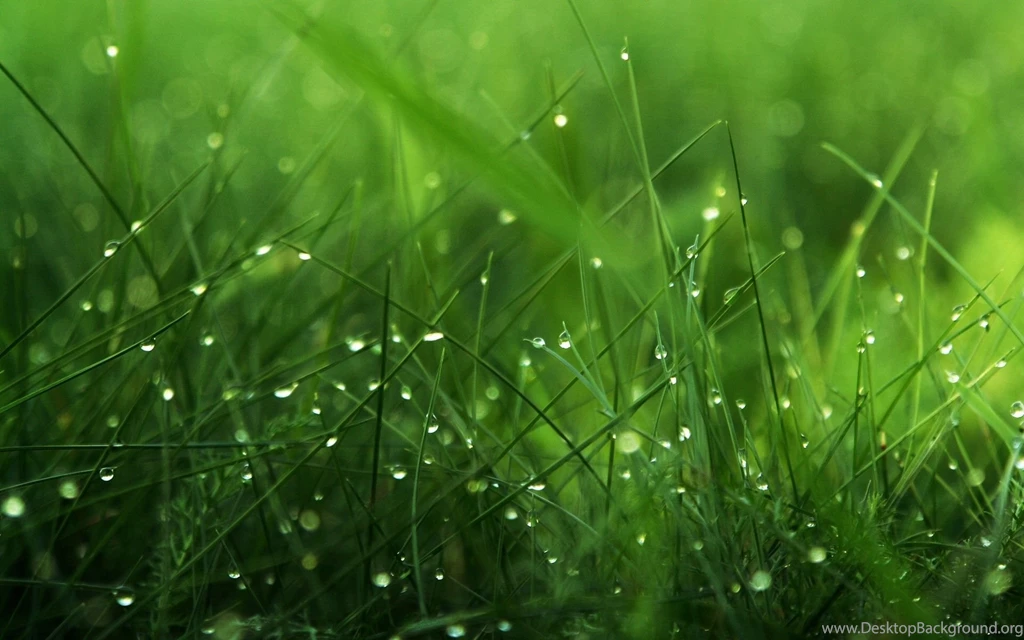 Grass Backgrounds Wallpapers