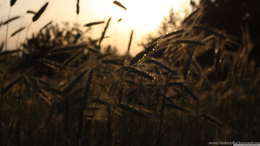 Sepia wallpaper 3840x2160   Magic4Walls.com