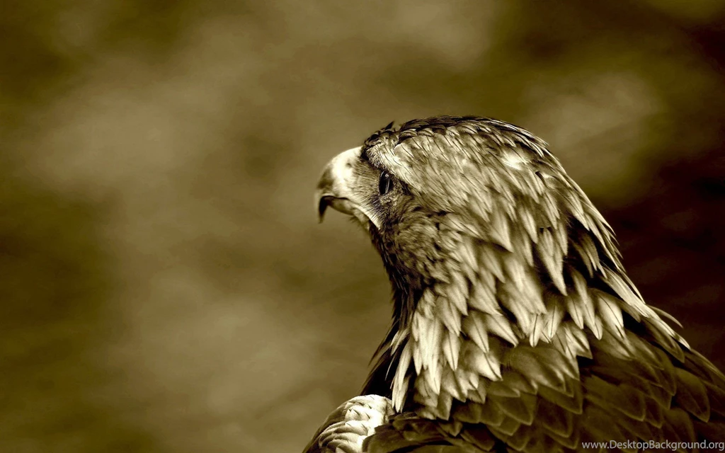 Birds Eagles Sepia Wallpapers