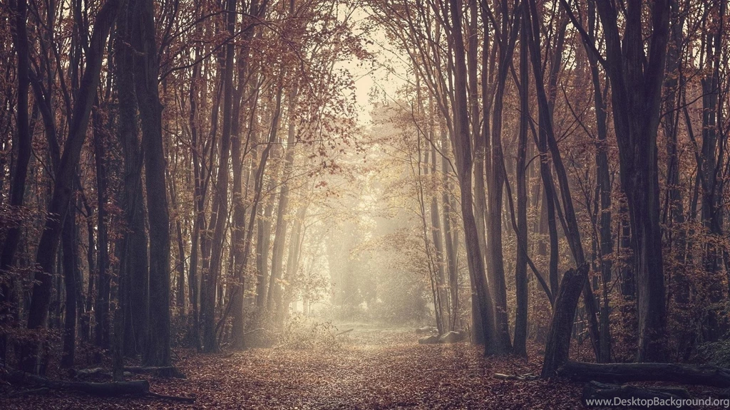 Forest Path Sepia Wallpapers