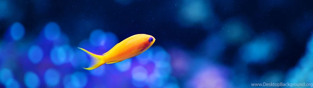 Gold Fish Dual Screen Wallpapers