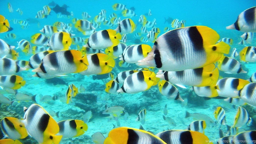 Gallery For Computer Desktop Wallpapers Fish
