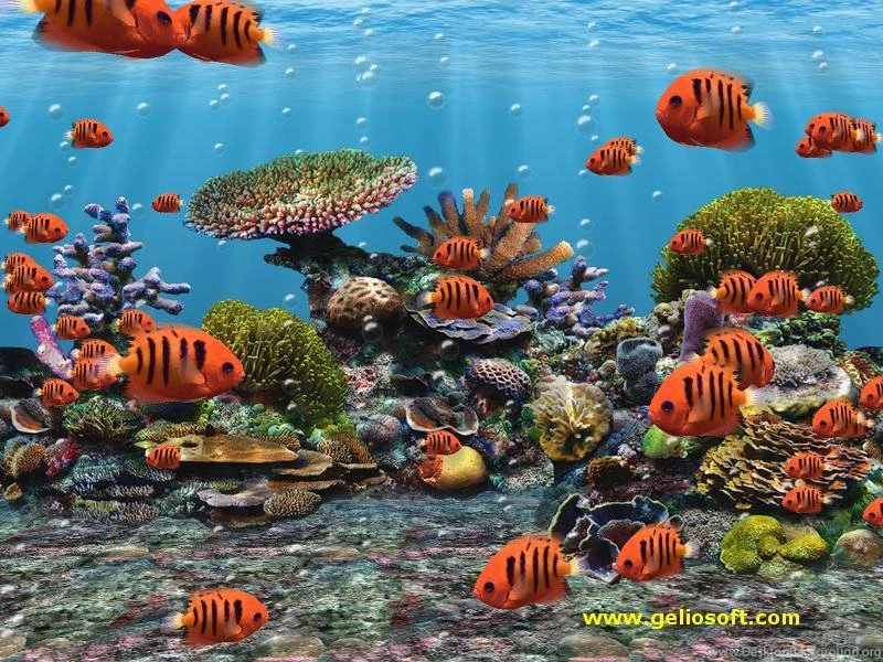 Moving Flame Angel Fish Screensaver And Free Wallpapers