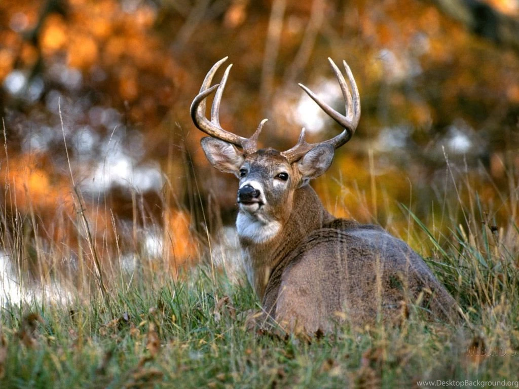 Deer HD Wallpaers