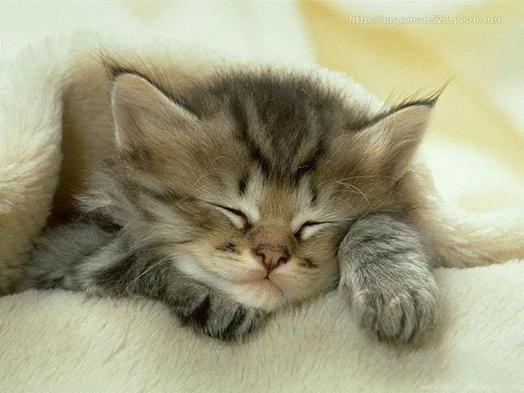 Cute Kitten Backgrounds