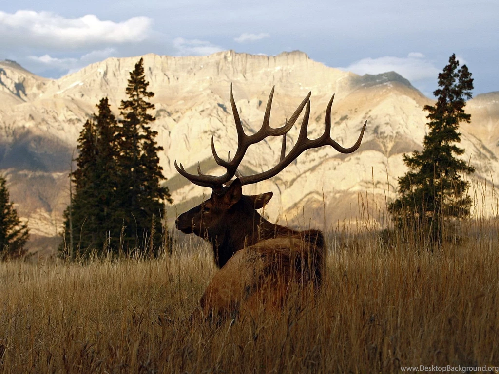 Deer Wallpapers HD