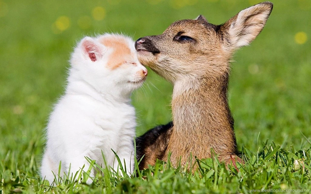 Beautiful HD Wallpapers Of Deer Child And Cat In Farm