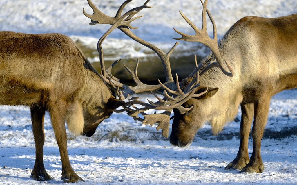 Download Wallpapers 3840x2400 Deer, Couple, Horns, Nature Ultra HD ...