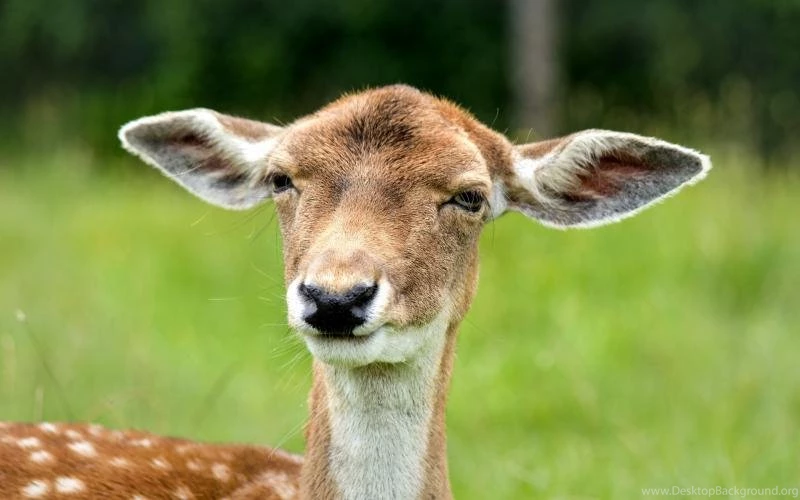 Deer Wallpaper,Deer Wallpapers Wallpaper,face Backgrounds ...