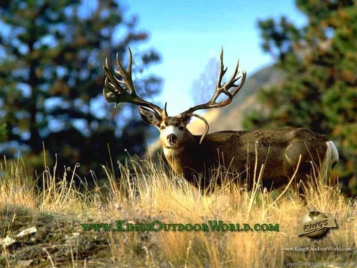 Mule Deer Desktop Backgrounds