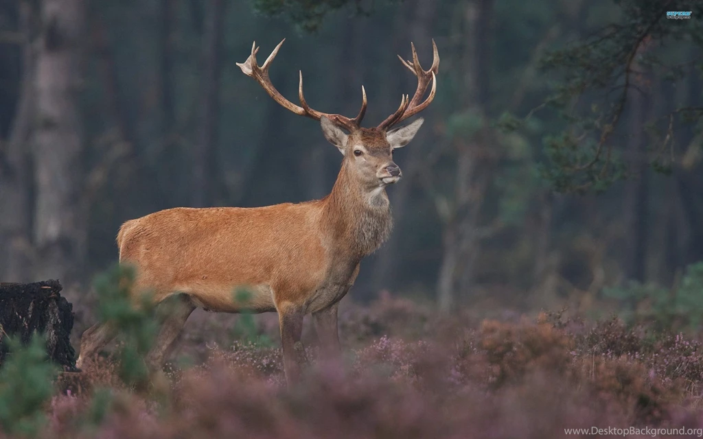 Deer Wallpapers Animal Wallpapers