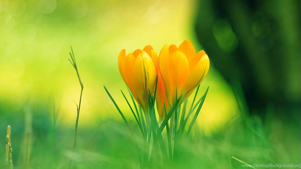 Wallpapers 24