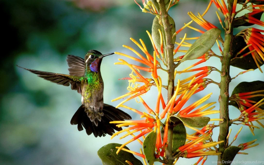 21 Lovely HD Hummingbird Wallpapers HDWallSource.com