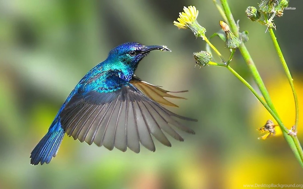Hummingbird wallpapers.jpg