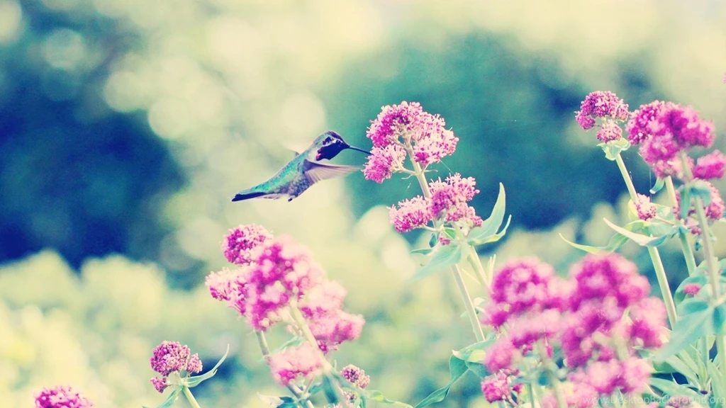 21 Lovely HD Hummingbird Wallpapers HDWallSource.com