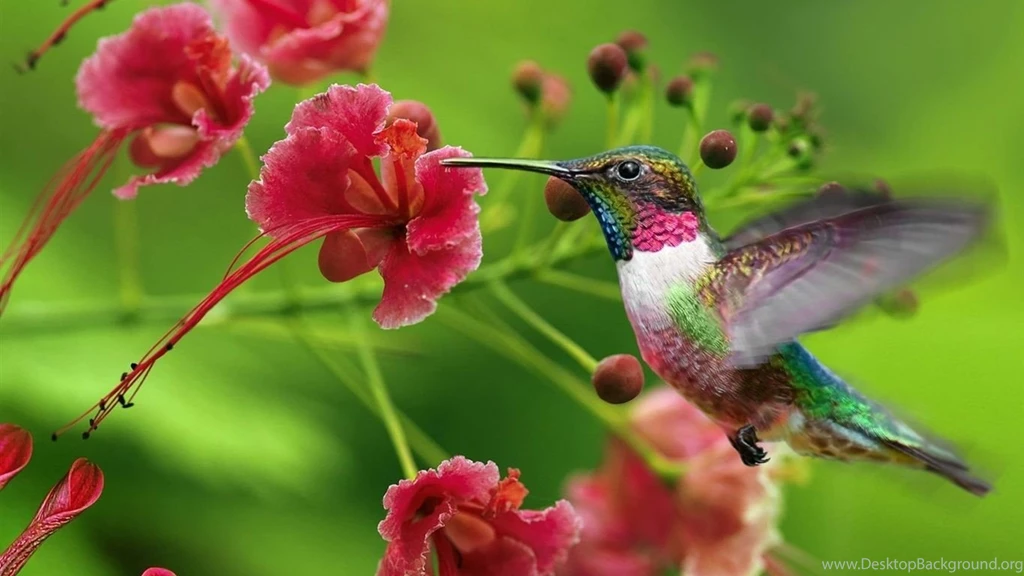 Desktop hummingbird pictures download.jpg