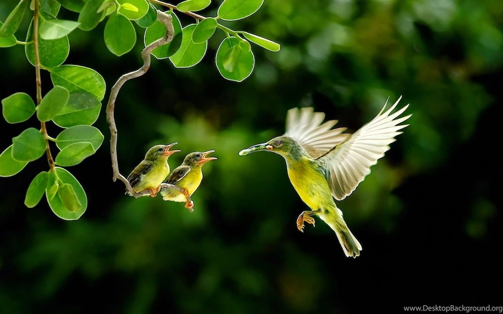 44 Hummingbird Wallpapers HD 465 :: Hummingbirds Hd Wallpapers