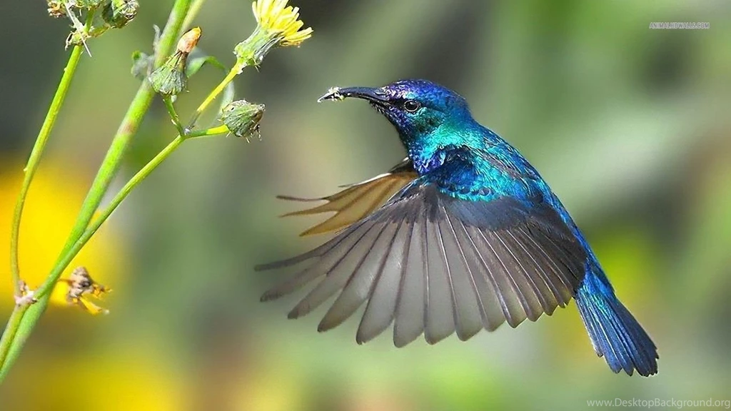 Hummingbird Wallpaper.