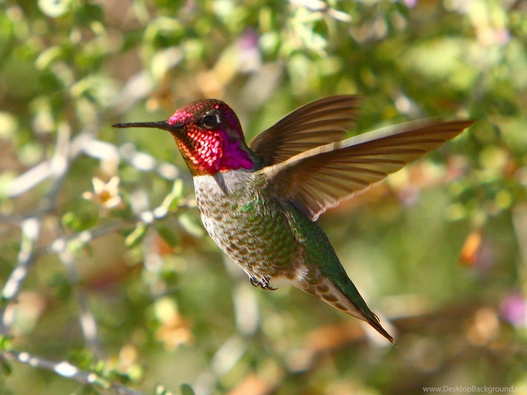 Anna's Hummingbird Wallpapers
