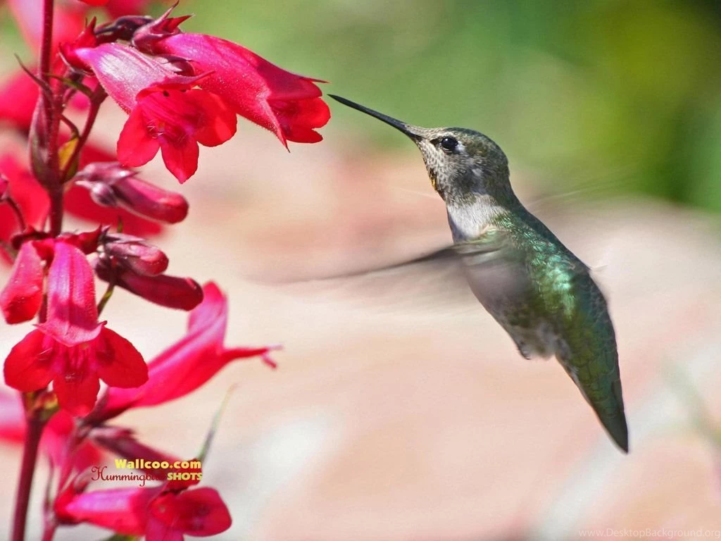 Hummingbird And Flowers Cute Hummingbirds Wallpapers 1024x768 NO ...